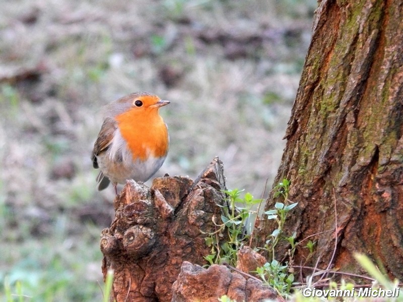 Pettirosso nel giardino